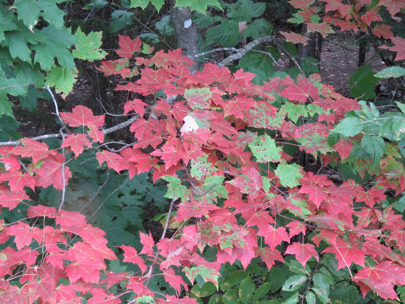 Gros plans de plus petites choses en forêt: 25-09-14