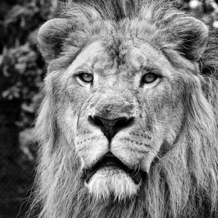 Portrait de lion 2014-010