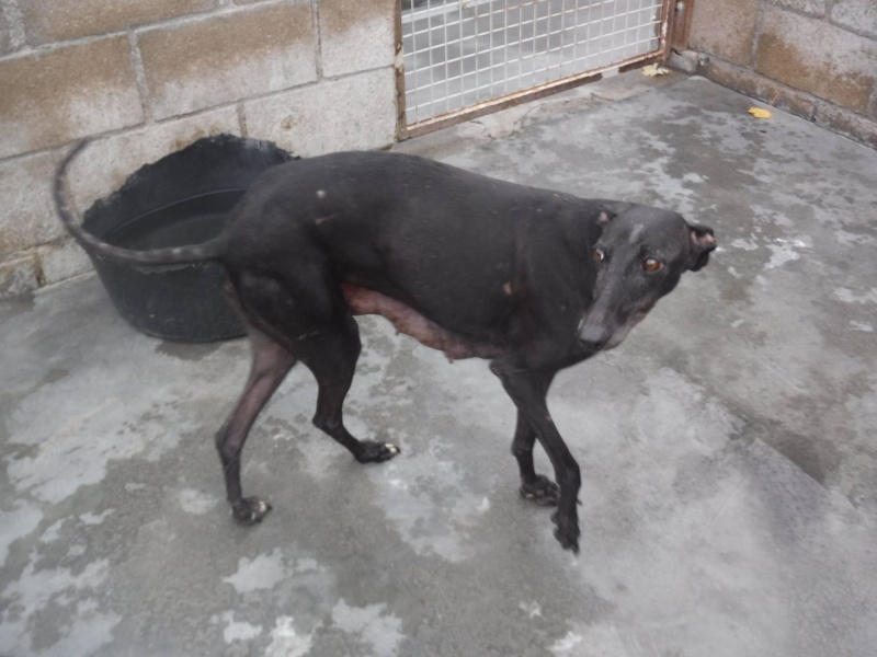 Calimera, galga petite taille, noire, 8 ans.Adopté  12186610