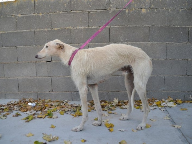 Atila, barbudo beige, 8 ans Scooby France Adopté  Dsc_0220