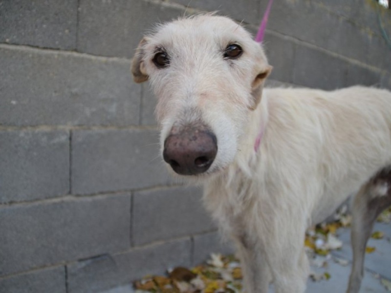 Atila, barbudo beige, 8 ans Scooby France Adopté  Dsc_0222