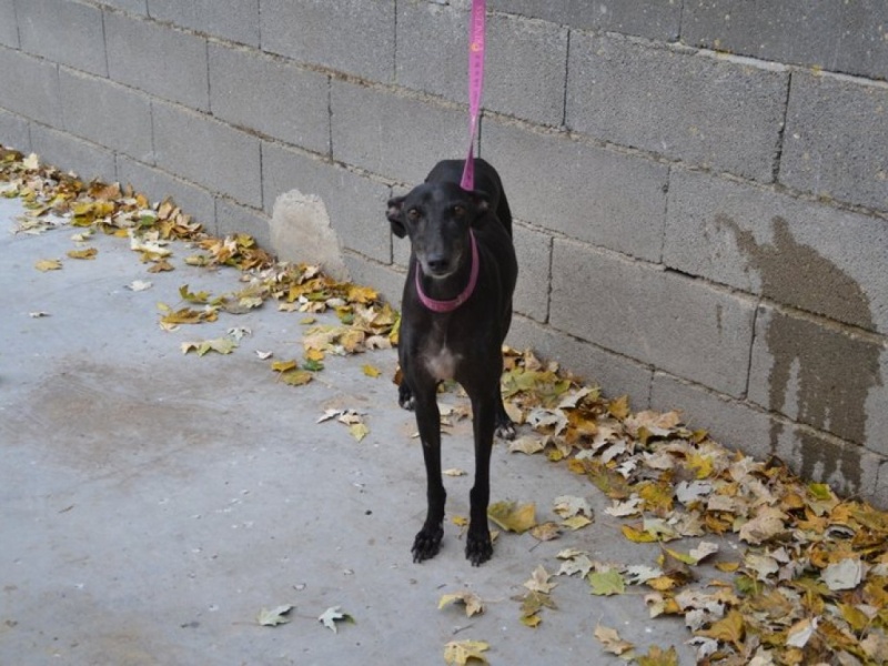 Calimera, galga petite taille, noire, 8 ans.Adopté Dsc_0353