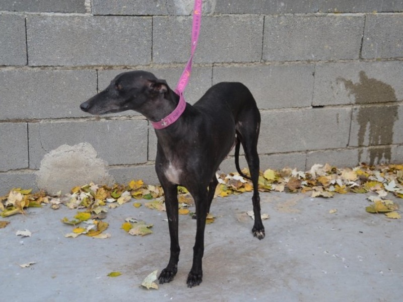 Calimera, galga petite taille, noire, 8 ans.Adopté  Dsc_0354