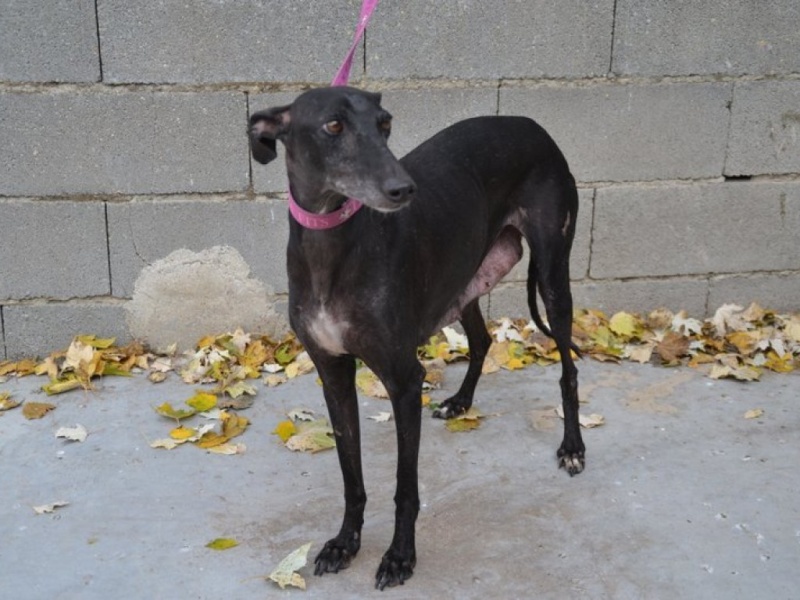 Calimera, galga petite taille, noire, 8 ans.Adopté Dsc_0355