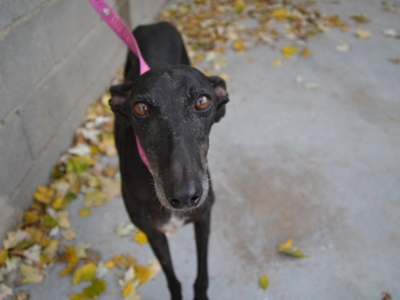 Calimera, galga petite taille, noire, 8 ans.Adopté Dsc_0357