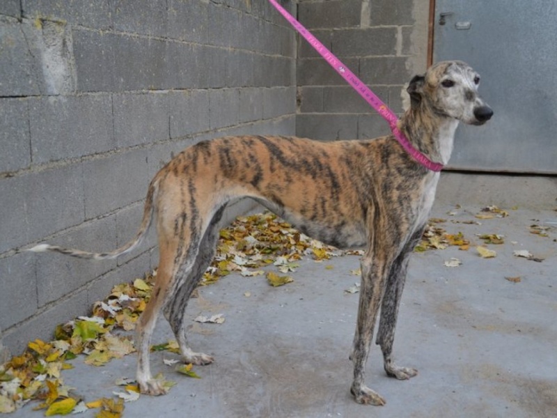 Cometa, galga bringée, 7 ans Adoptée  Dsc_0361