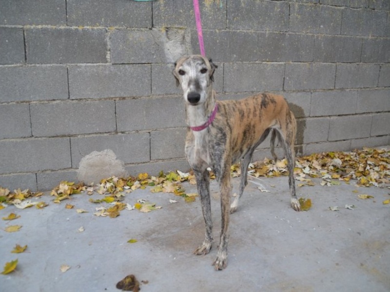 Cometa, galga bringée, 7 ans Adoptée Dsc_0365