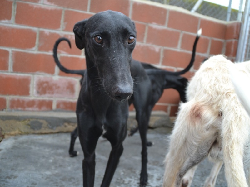 Tango, galgo noir 2 ans 1/2 - Adopté SCOOBY FRANCE Dsc_0388