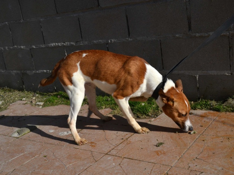 Coki petit podenco 18 mois Dsc_0443