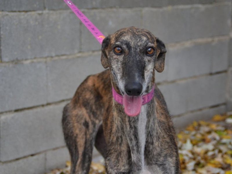 GUENDALINA (Guarina), galga bringée 5 ans 1/2 scooby france Adoptée Dsc_0452