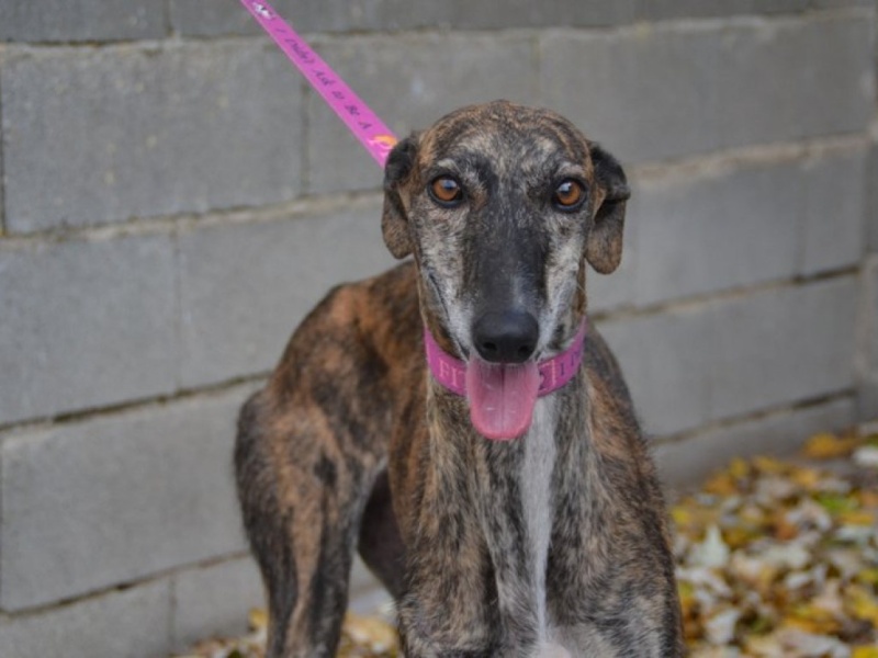 GUENDALINA (Guarina), galga bringée 5 ans 1/2 scooby france Adoptée  Dsc_0452