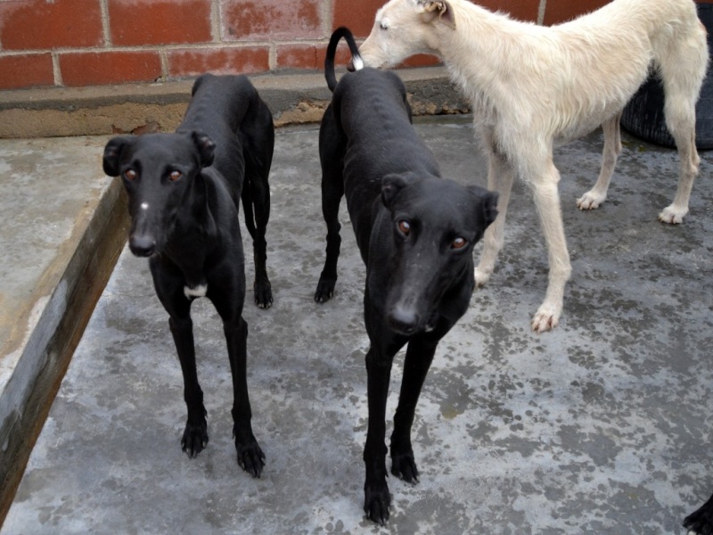 Tango, galgo noir 2 ans 1/2 - Adopté SCOOBY FRANCE Dsc_0468