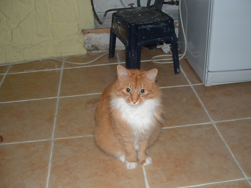 URGENT Beautiful ginger cat for adoption Animal11