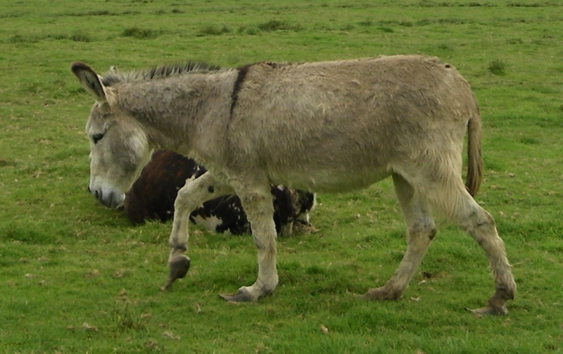 What to do ? donkeys with overgrown feet Donkey11