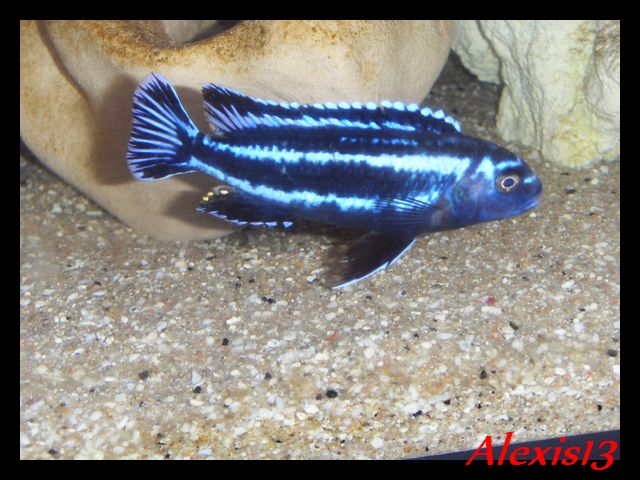 fiche:Melanochromis Johannii "Gome" Sdc16912