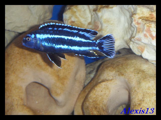 fiche:Melanochromis Johannii "Gome" Sdc17010