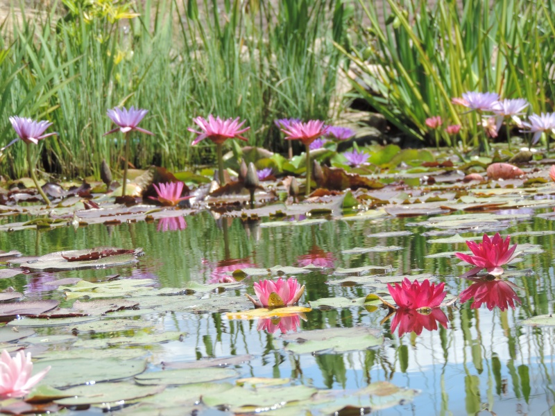 Nelumbo et Nymphaea - espèces et conseils de culture - Page 8 Dscn5711