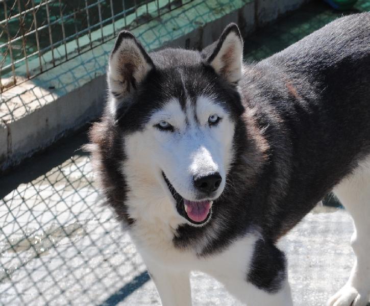 CORA HUSKY (f). 11ANS GENTILLE AFFECTUEUSE.RESTE A LEDEN VALLEE DECEDEE Adpca_17