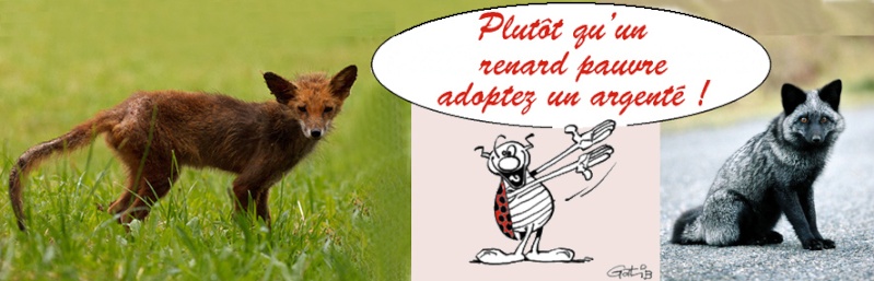 BURRITO, l'anniversaire d'un drôle d'animal !  Renard11