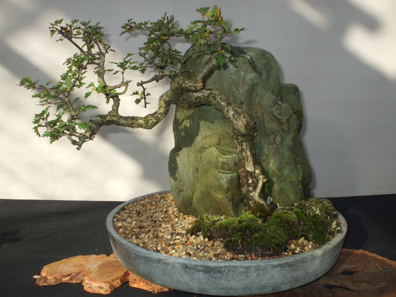 Dragon Bonsai club show 31st Oct/ 1st Nov Dscf4217