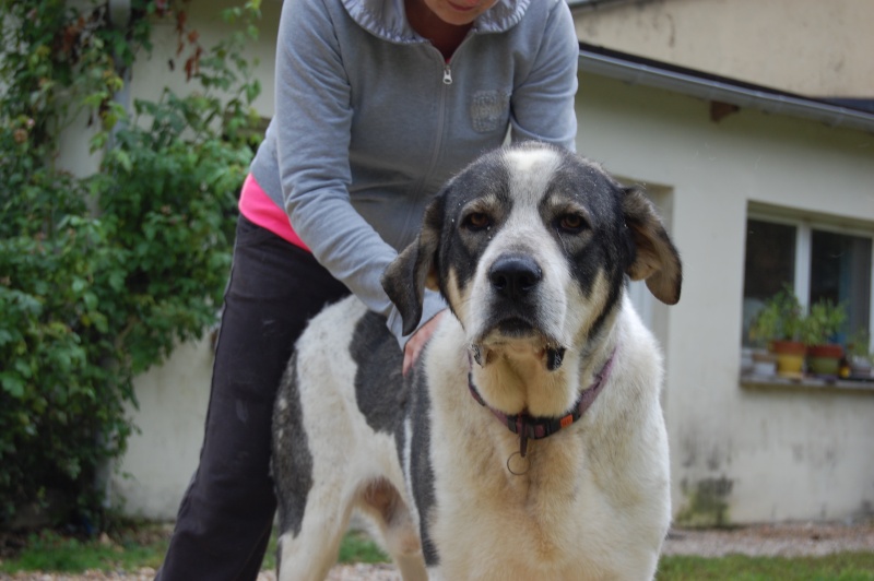 GUS, Mâtin Espagnol, 3 ans (Oise) - ADOPTÉ 2015-012