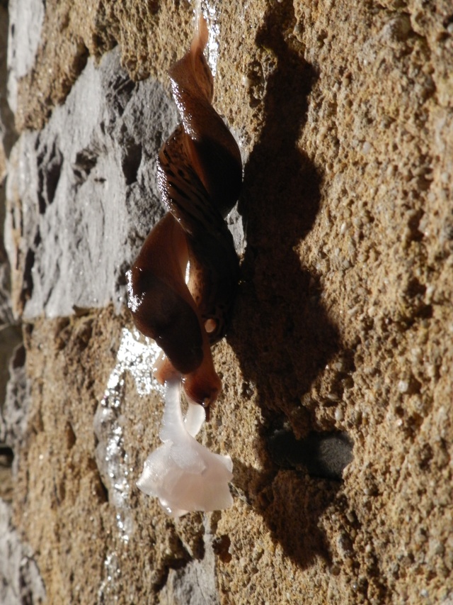 Dimanche 30 août 2015, scène d'amour en rappel chez les limaces grises Vauvyr12