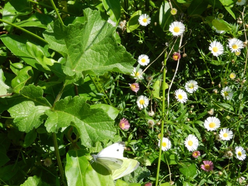 Samedi 12 septembre 2015, papillons amoureux Vauvyr31