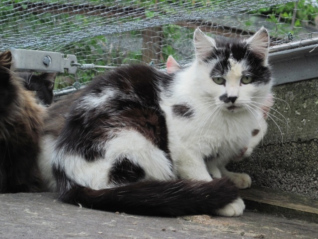 Appel aux dons opration pour 5 chats, suspicion cancer aux oreilles  Poitiers 10-98f11