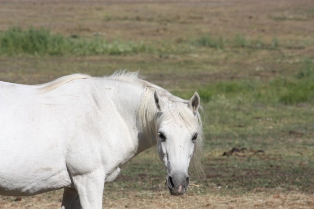 Eclipse, ponette 25 ans (FA définitive Mr B.) A PARRAINER ! Img_5210