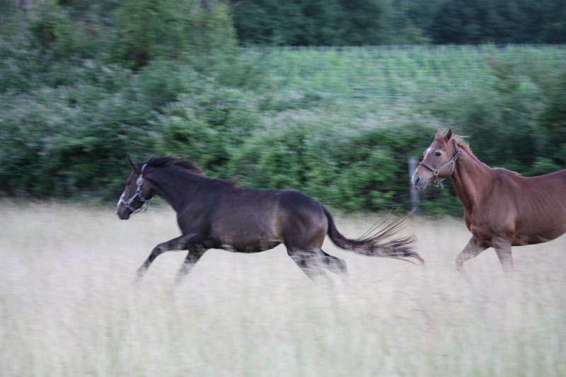 Cash in Bandit, QH 25 ans, sauvé par la solidarité générale (FA définitive Mr B.) A parrainer ! Img_7228