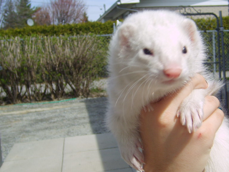 Deux Furet dans une maison plein d'amis Taz_410