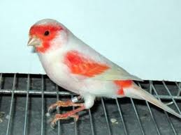 Comment proceder a la coloration de nos canaris a fond rouge. Male10