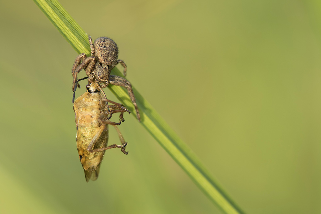 crabe mortel _mg_0612