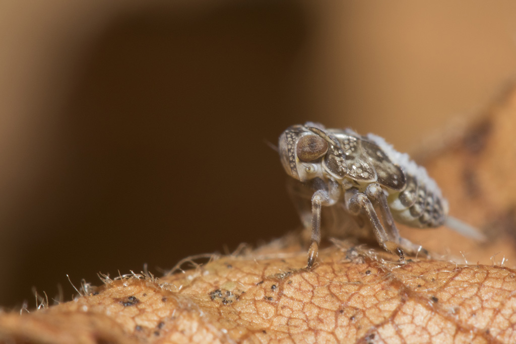 Issus coleoptratus  MAJ 13/11 _mg_1510