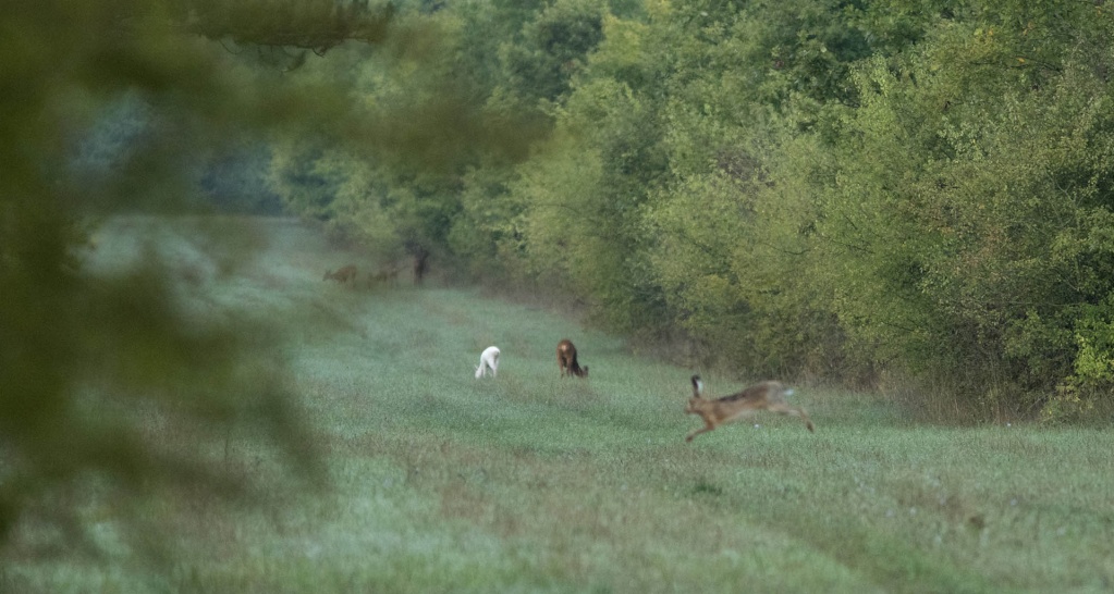 bambi est blanc Loupy10