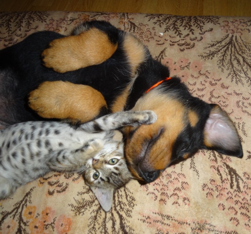 CHIOTS race beauceron LOF, excellente lignée à réserver/vendre Dsc01411