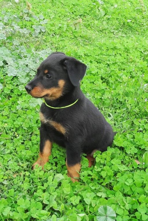 CHIOTS race beauceron LOF, excellente lignée à réserver/vendre Dsc01610