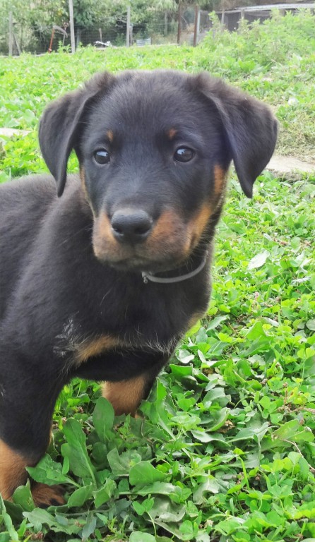 CHIOTS race beauceron LOF, excellente lignée à réserver/vendre Dsc01611