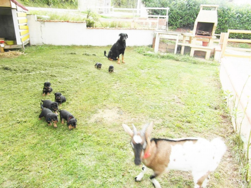 CHIOTS race beauceron LOF, excellente lignée à réserver/vendre Sam_9610