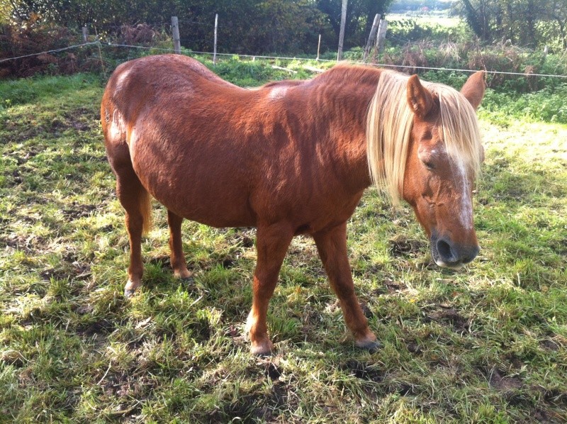 CALINE - poney FS née en 1990 - adoptée en septembre 2013 - Caline18