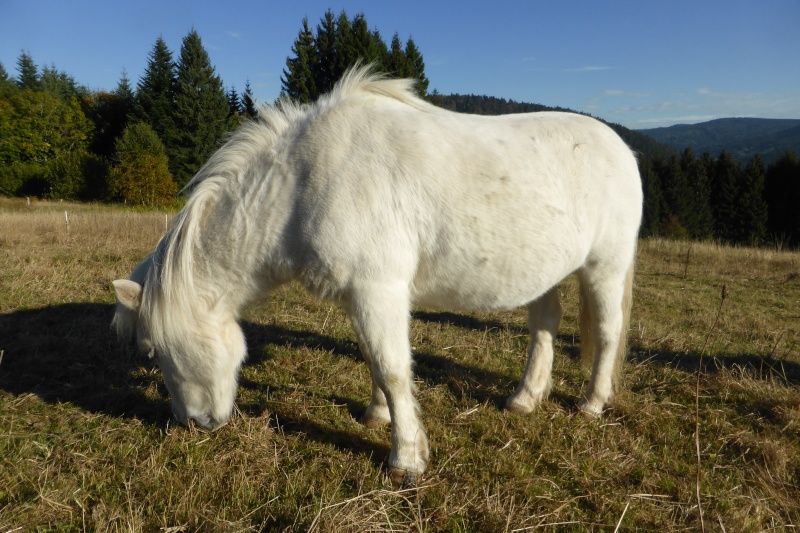 PRISCA - ONC poney typée Shetland née en 1990 - adoptée en septembre 2010 par Delphine - Page 3 P1020515