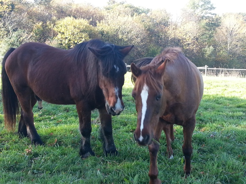 JERRY - ONC  selle (poney) né en 1991 - adopté en octobre 2015 par Patricia Unname11