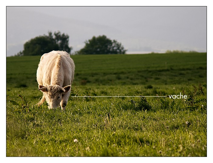 Jeux  l'abécédaire photo nature I85m9e10