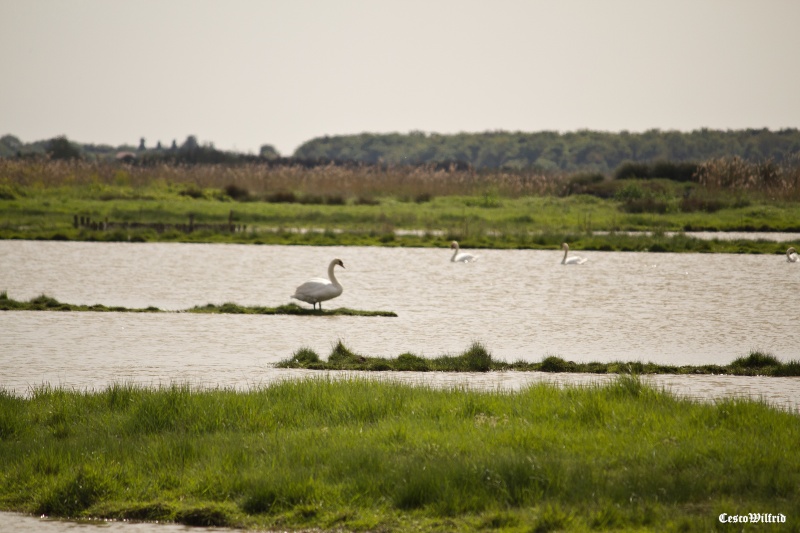 l'étang aux cygnes Img_0421