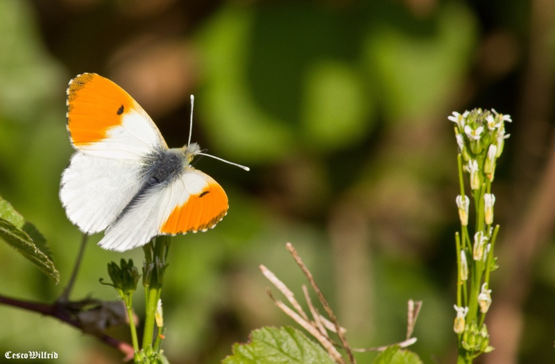 orange et blanc Img_1112