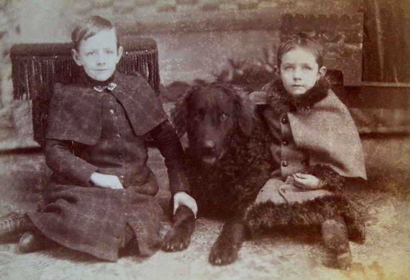 L'Histoire du Curly Coated Retriever en images... 11745510