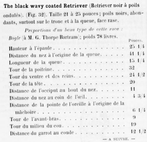 Caractéristiques du Black Wavy Coated Retriever en 1882... Wavy10