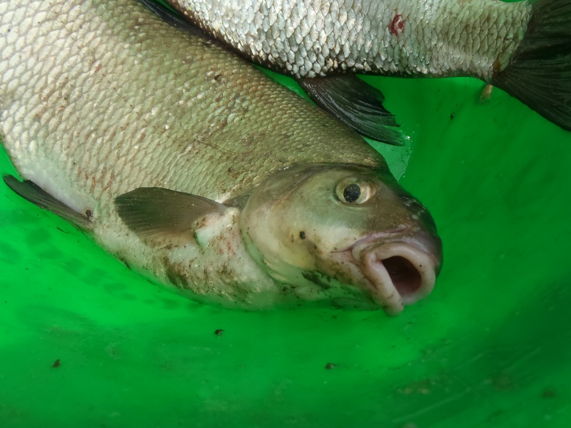 Kupp poissons blancs 2015: les résultats! P9190027