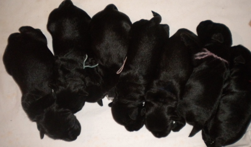 Black miniature schnauzer  puppies - Kennel " Z SARDANU" - Slovakia    01610