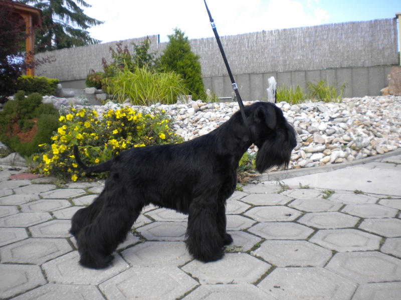 Black miniature schnauzer  puppies - Kennel " Z SARDANU" - Slovakia    Hermio14